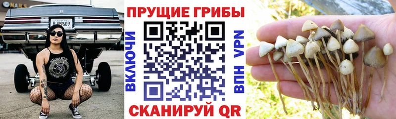 Галлюциногенные грибы Magic Shrooms  Тулун 